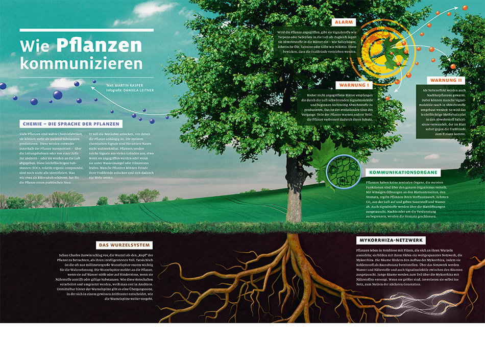 bild der wissenschaft / Infografik: Wie Pflanzen kommunizieren / Design Daniela Leitner